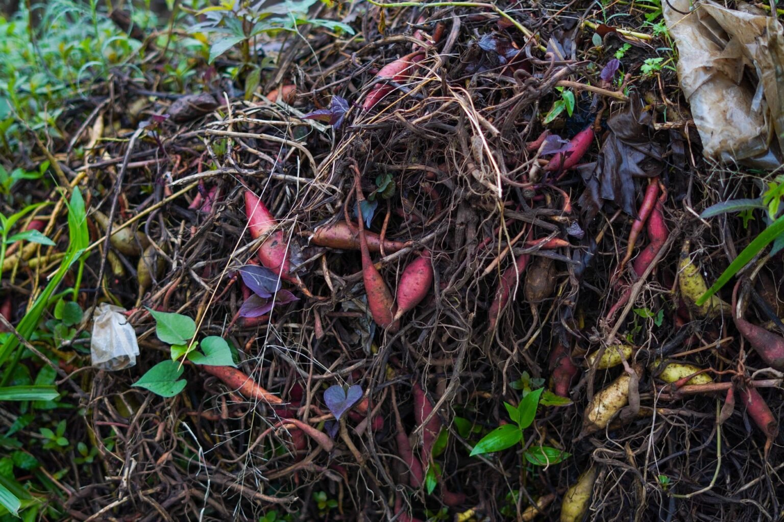 Compostagem caseira: o segredo do adubo de graça no seu quintal