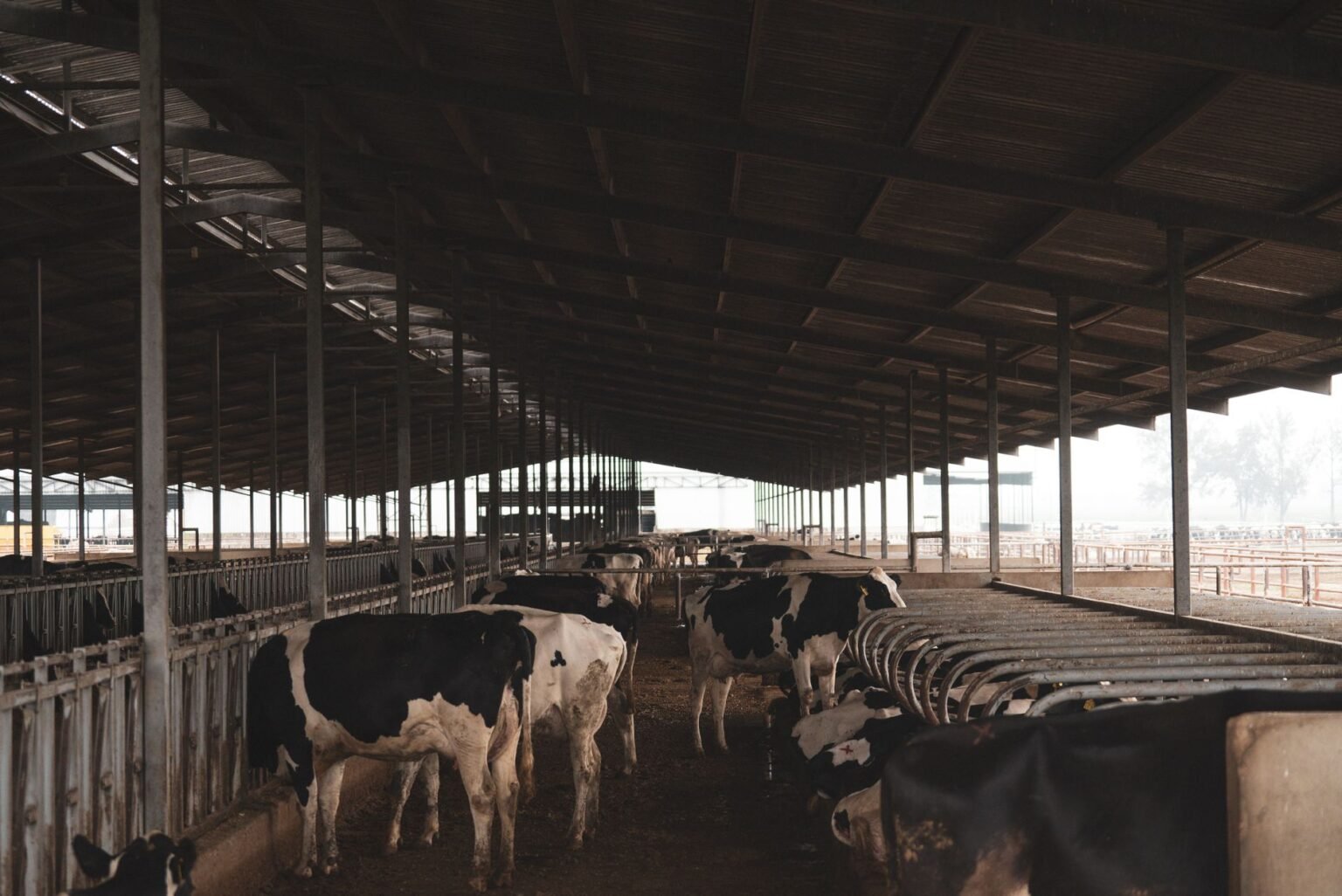 Curral pequeno: como montar para uma ou duas vacas leiteiras