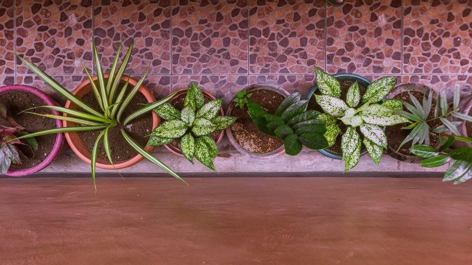 Dentro de casa, com prato e proteção