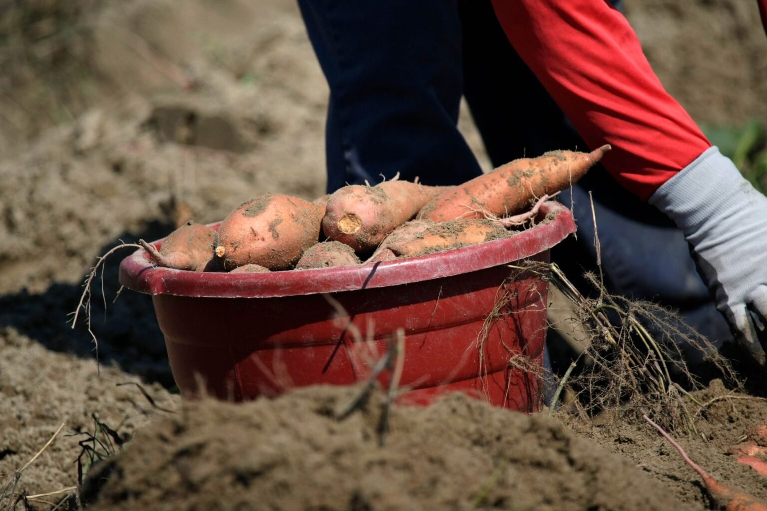 Batata-doce no quintal: como plantar da rama à colheita