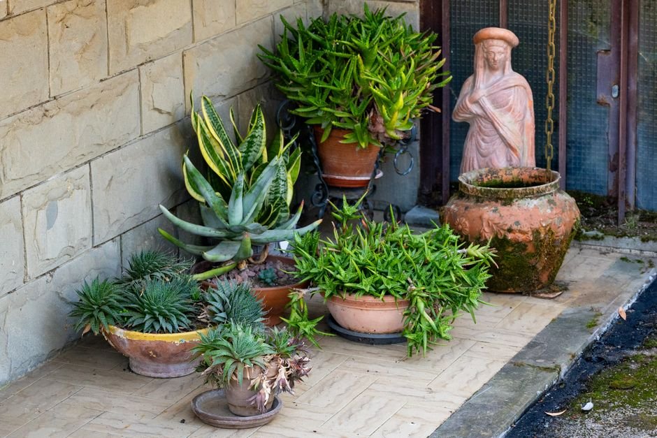 Por que o barro faz bem para a planta