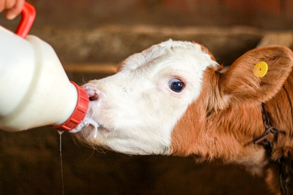 Alimentação Até o Desmame