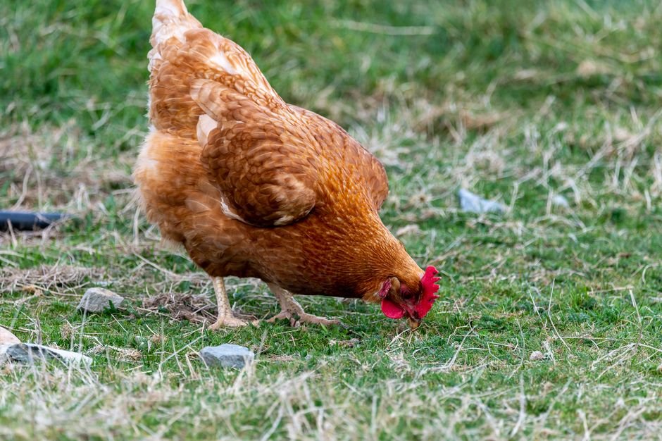 Alimentação na fase adulta