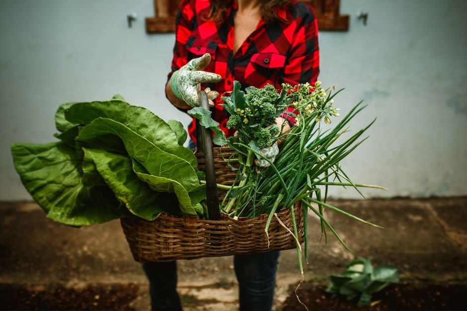 Benefícios da horta de inverno