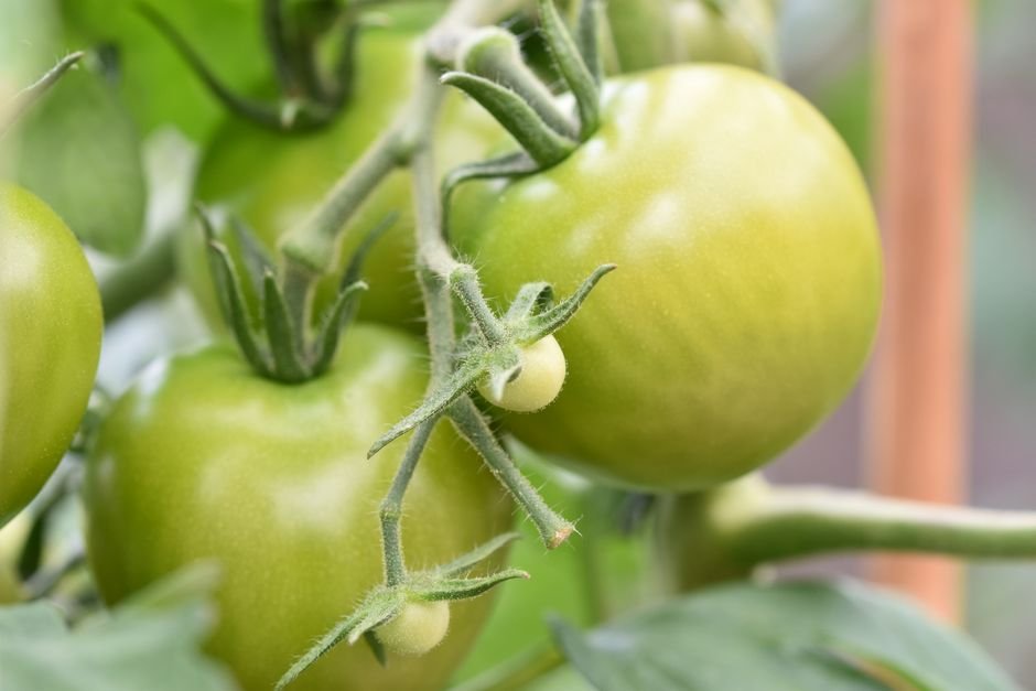 Cálcio contra a podridão apical do tomate