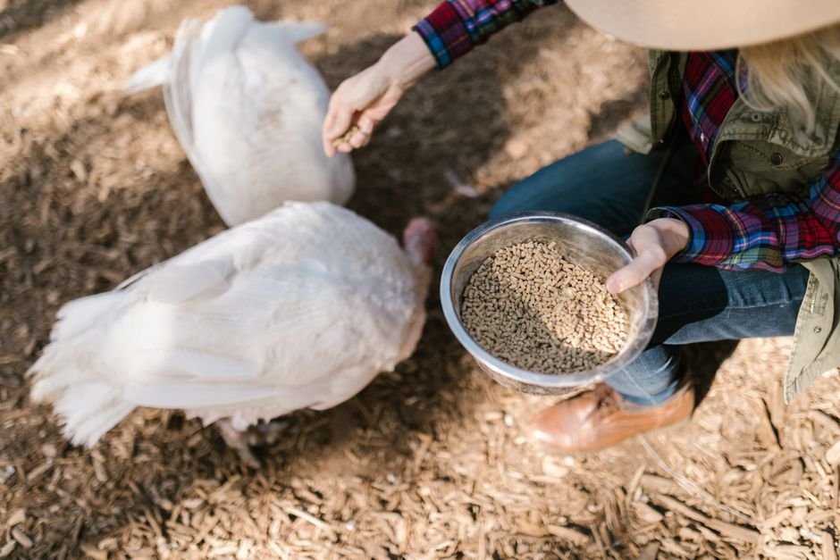 Como cuidar: alimentação e manejo