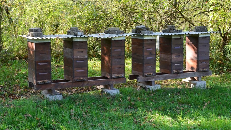 Como montar o meliponário