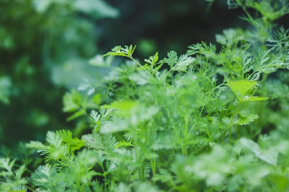 O que você precisa para plantar