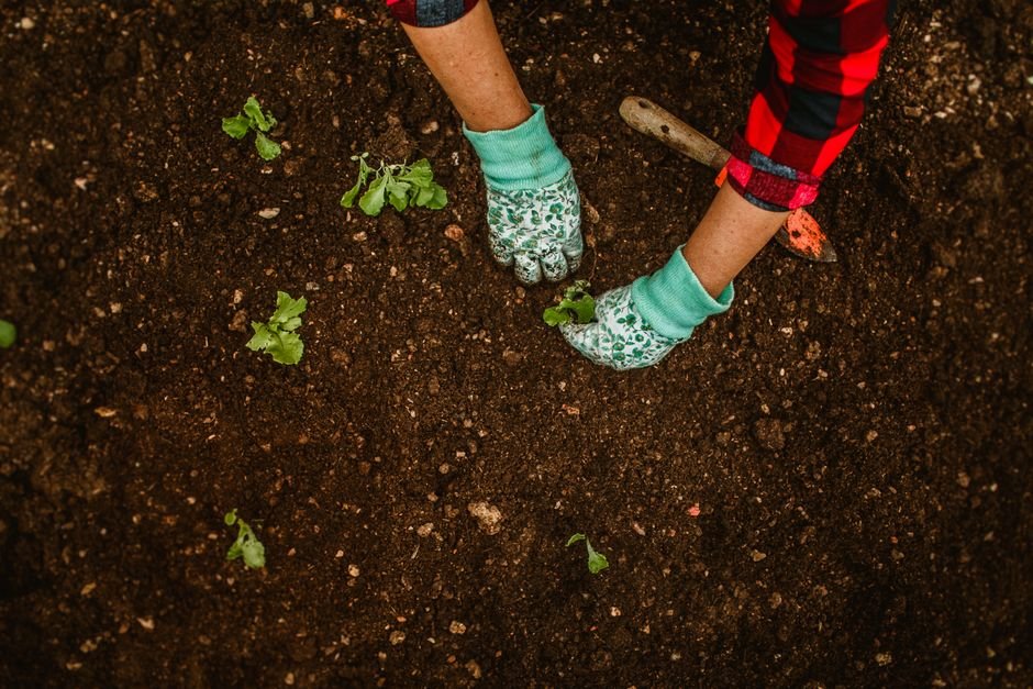 Como plantar e cuidar da berinjela passo a passo