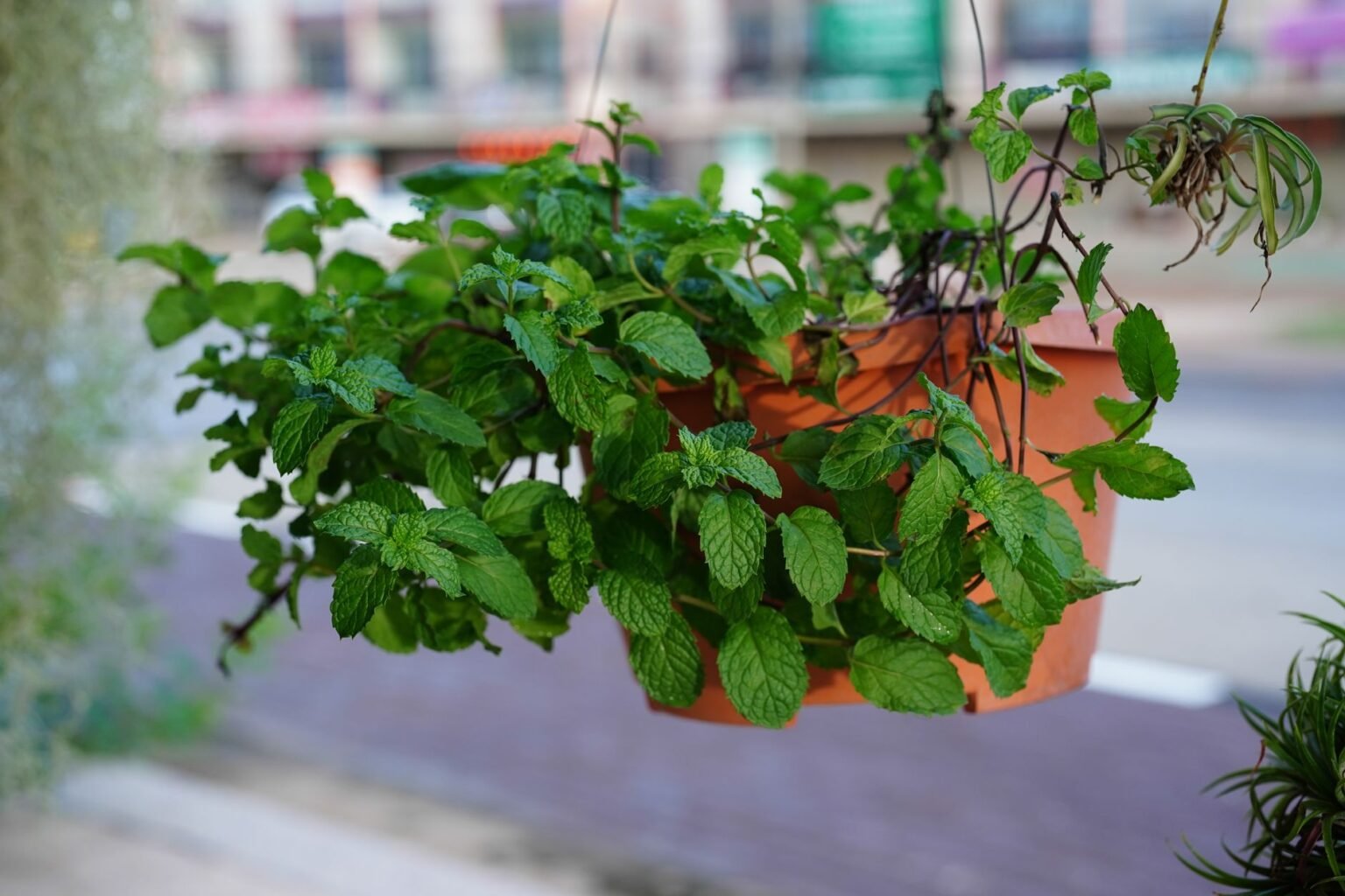 Como Plantar Hortelã em Vaso: Guia Completo Para Ter Sempre Fresquinha
