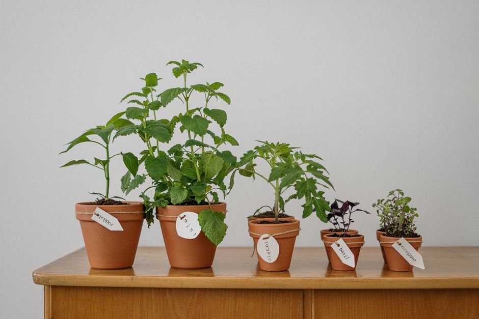 Como plantar hortelã passo a passo