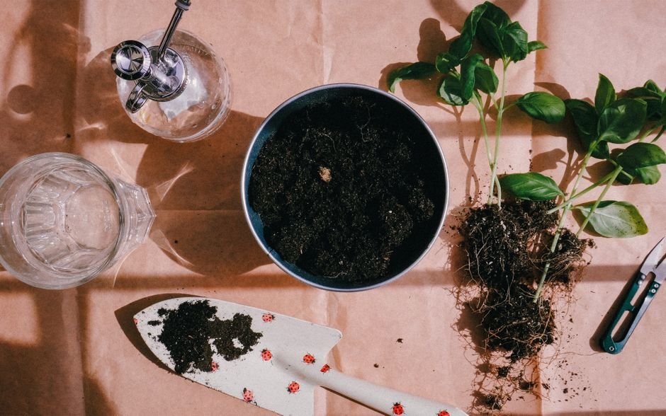 Como plantar manjericão em vaso, passo a passo