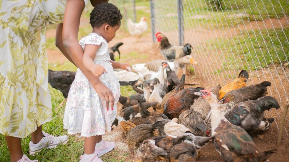 Convivência com outras aves