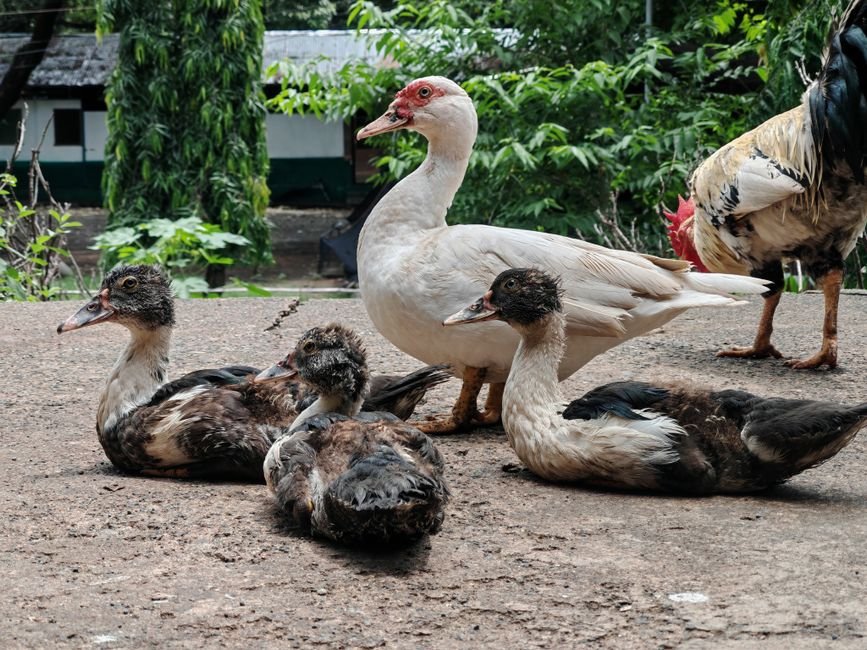 Alimentação e água