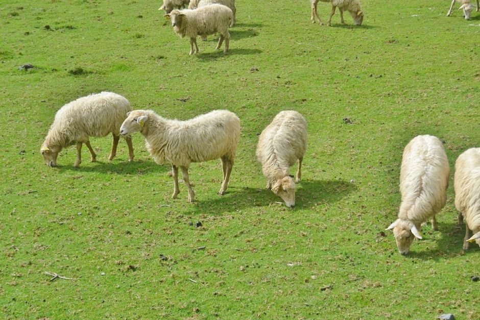 O que é preciso saber antes de criar ovelha