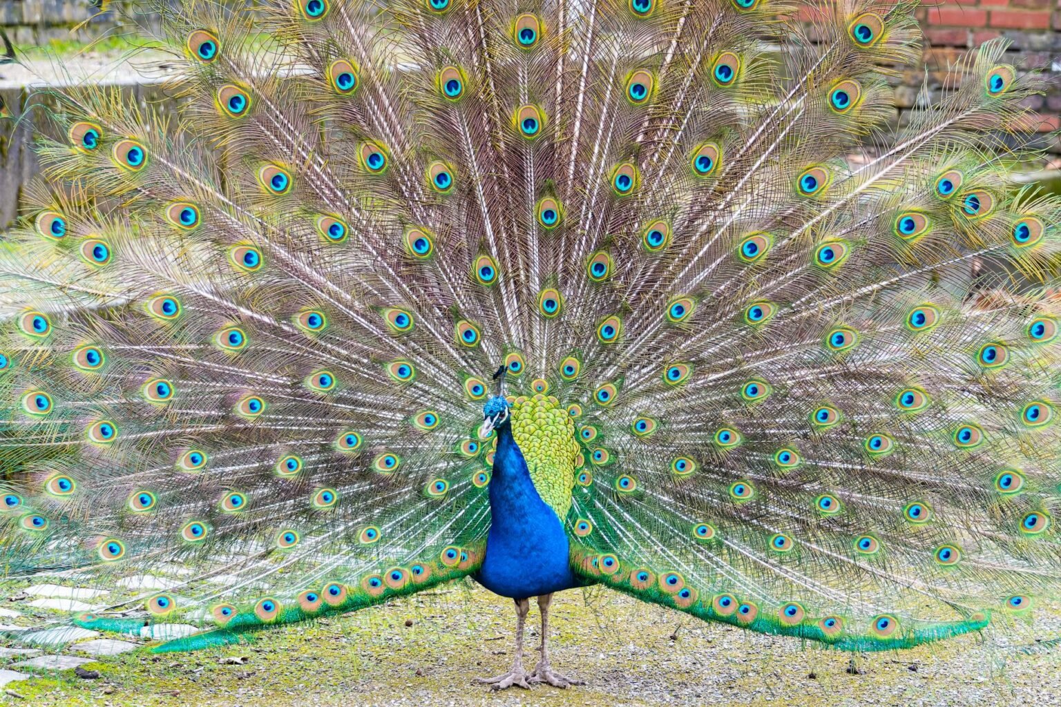 Criação de pavão: a ave que vira orgulho do quintal na roça Criação de pavão: a ave que vira orgulho do quintal na roça