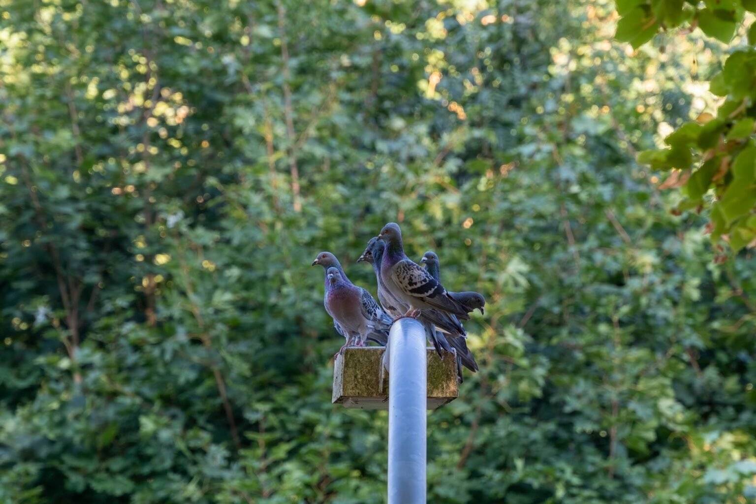 Criação de pombos no quintal: como montar o pombal e cuidar das aves