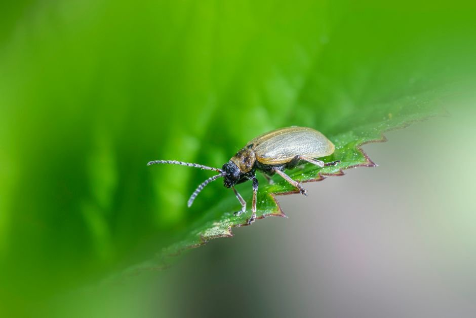 Cuidados e pragas mais comuns