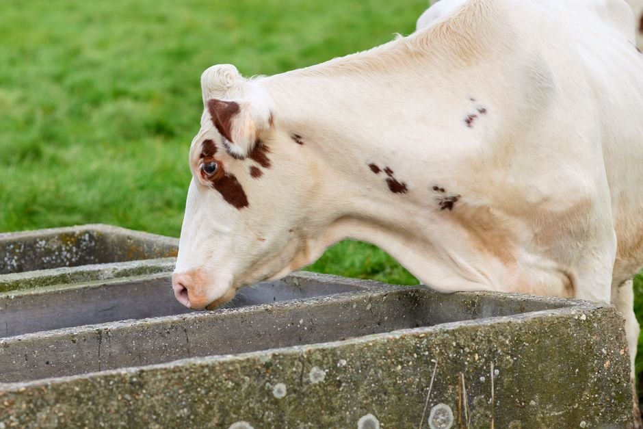 Cuidados para o cocho não virar foco de doença
