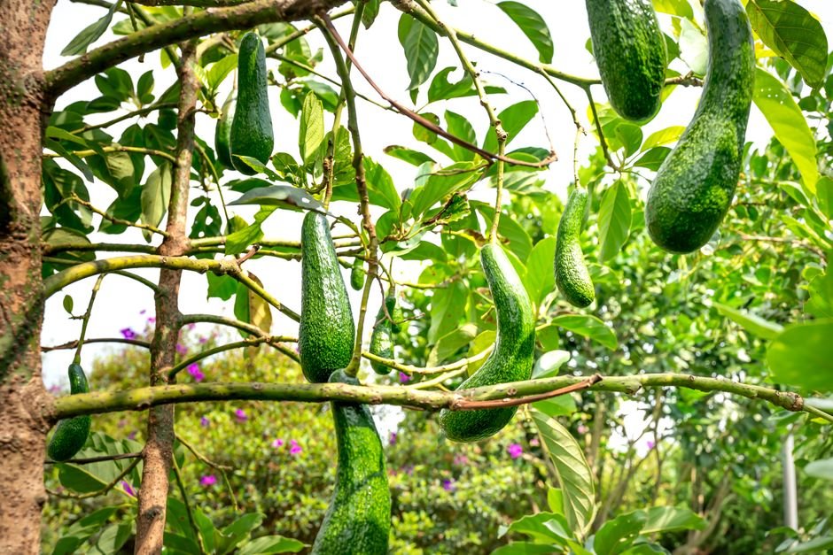 Precauções no cultivo de abacate