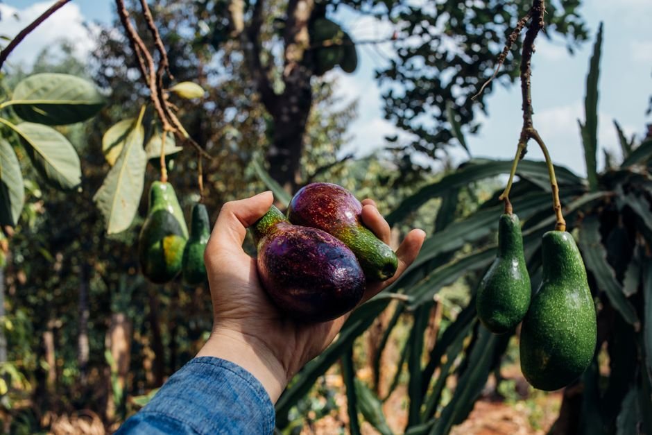 Como plantar e cuidar do abacateiro