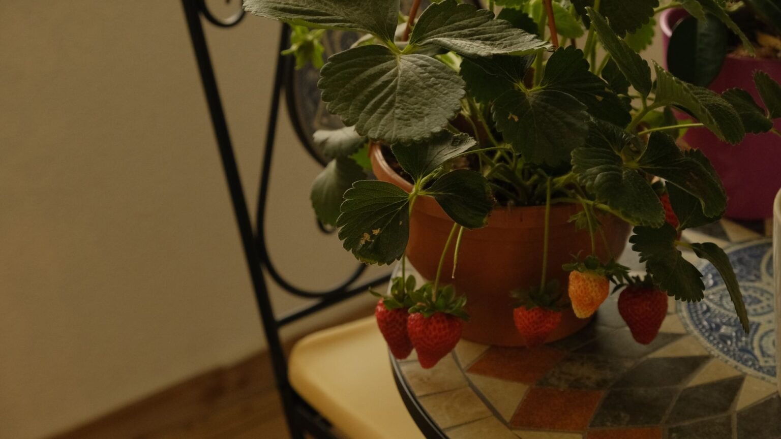 Cultivo de Morango em Vaso: Como Colher Frutas Doces Sem Sair de Casa