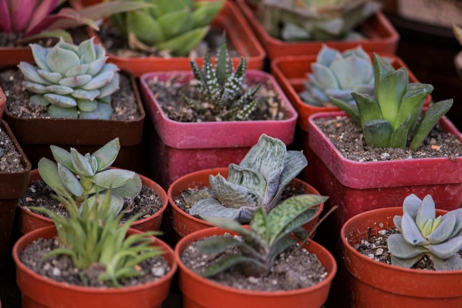 Escolha plantas que combinam com pouco volume de terra