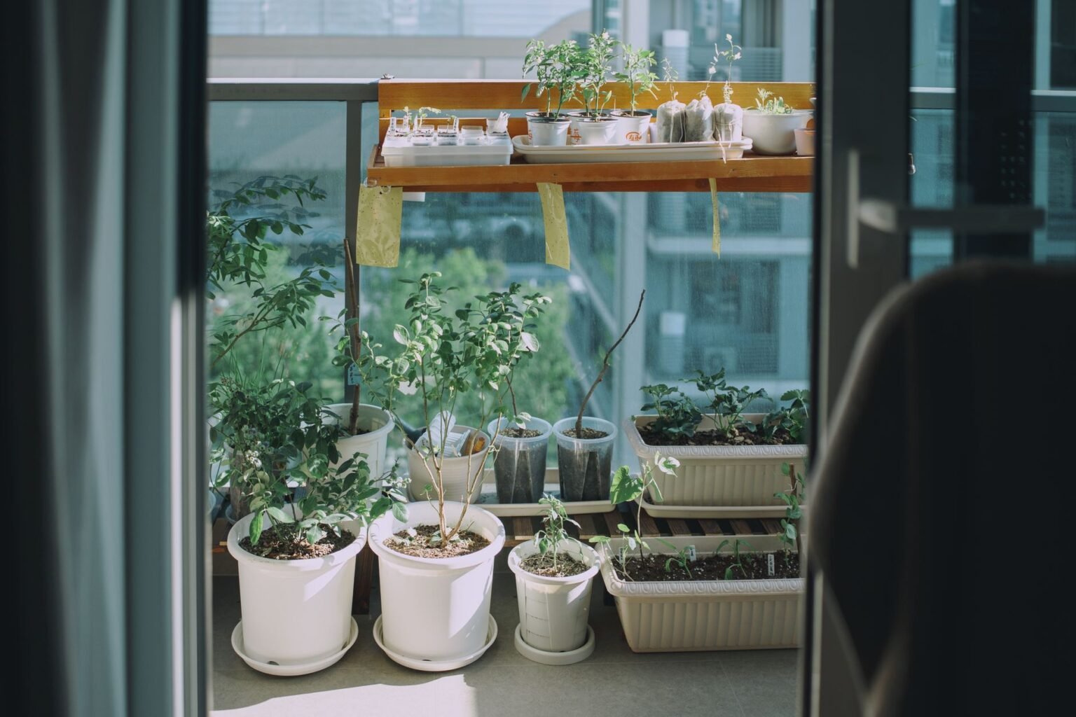 Horta de Temperos em Vasos: como ter ervas frescas o ano todo sem sair de casa Horta de Temperos em Vasos: como ter ervas frescas o ano todo sem sair de casa