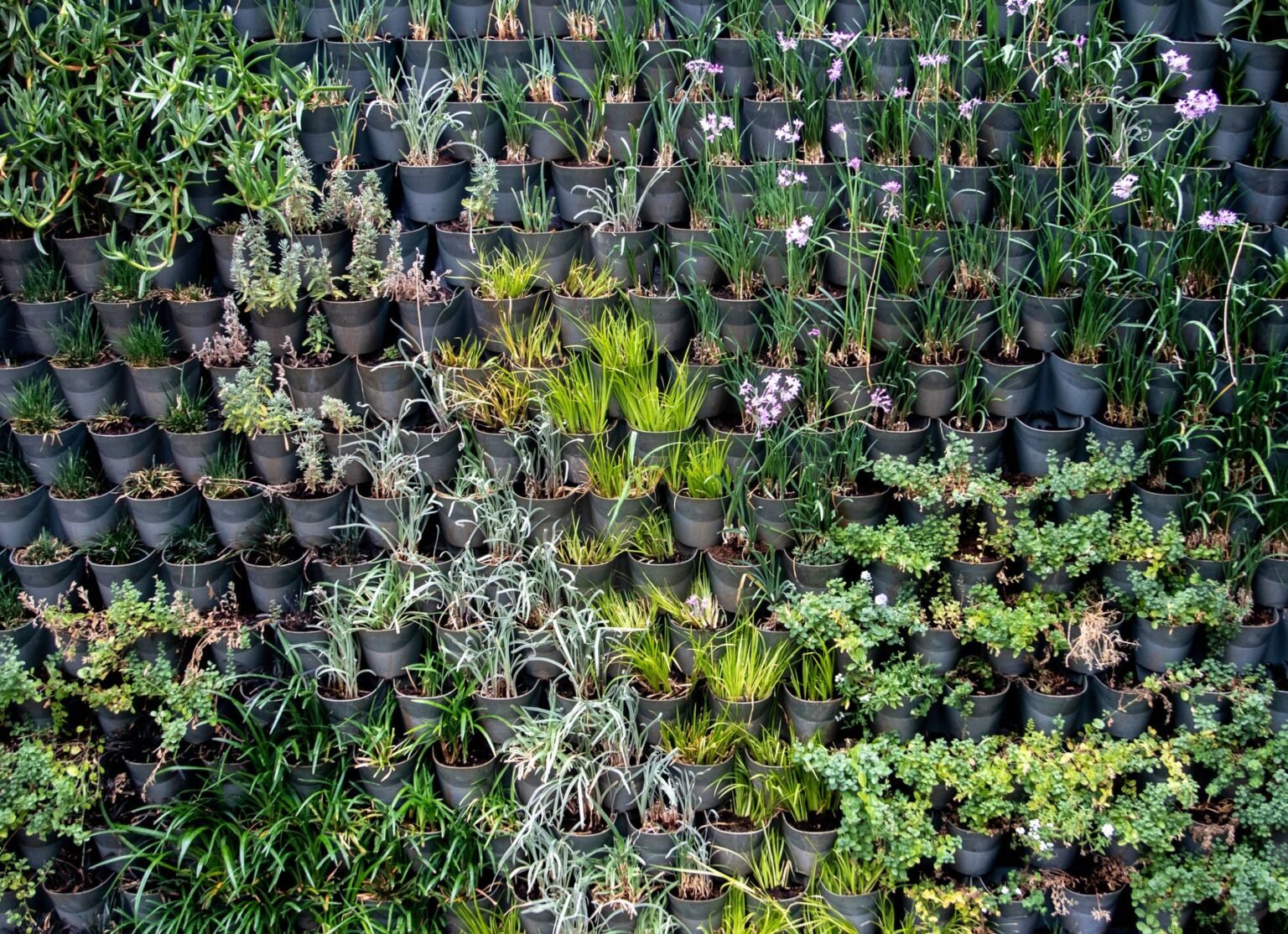 Horta suspensa em pallet: como montar sem gastar quase nada