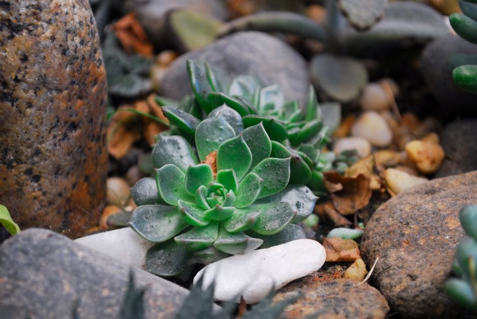 O que é um jardim de pedra