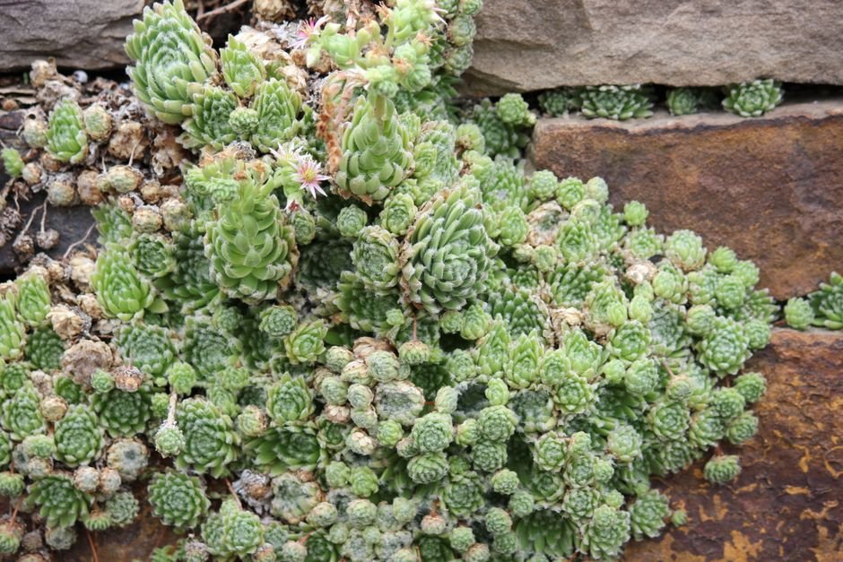 Plantas que combinam