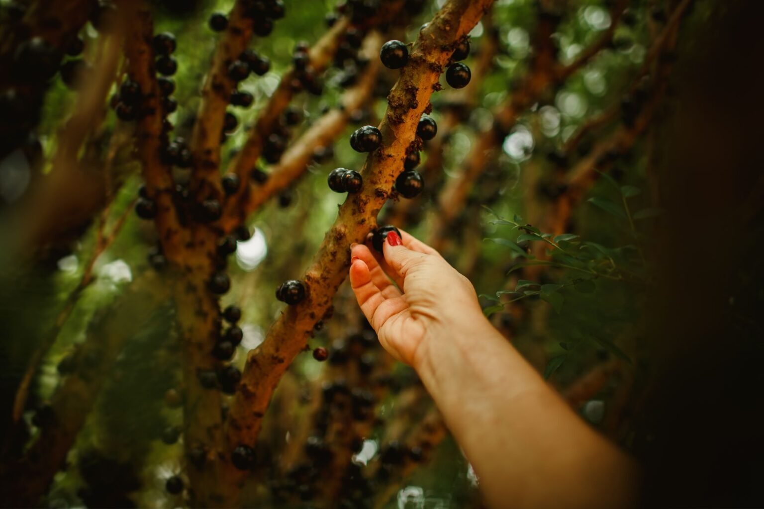 Licor de jabuticaba caseiro: o segredo da roça para esquentar as noites frias