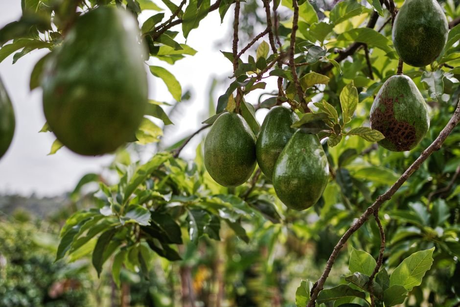 O que é o cultivo de abacate