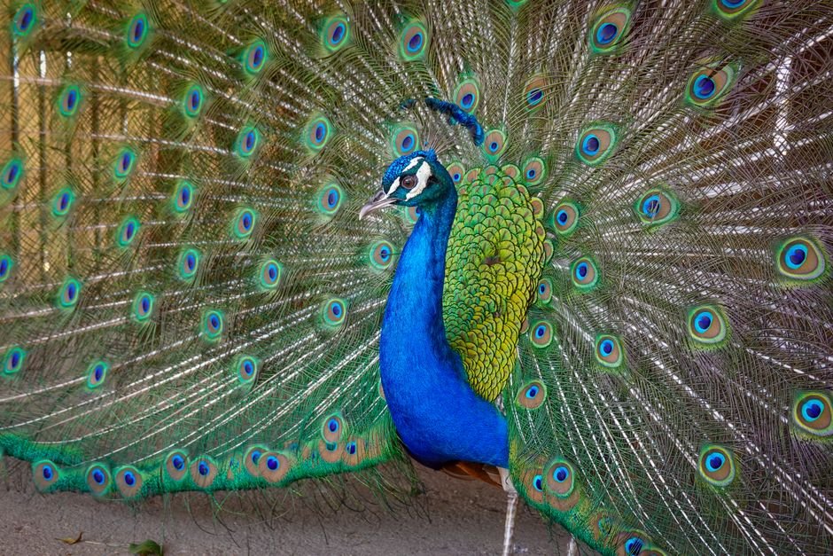 O que é o pavão e por que ele chama tanta atenção