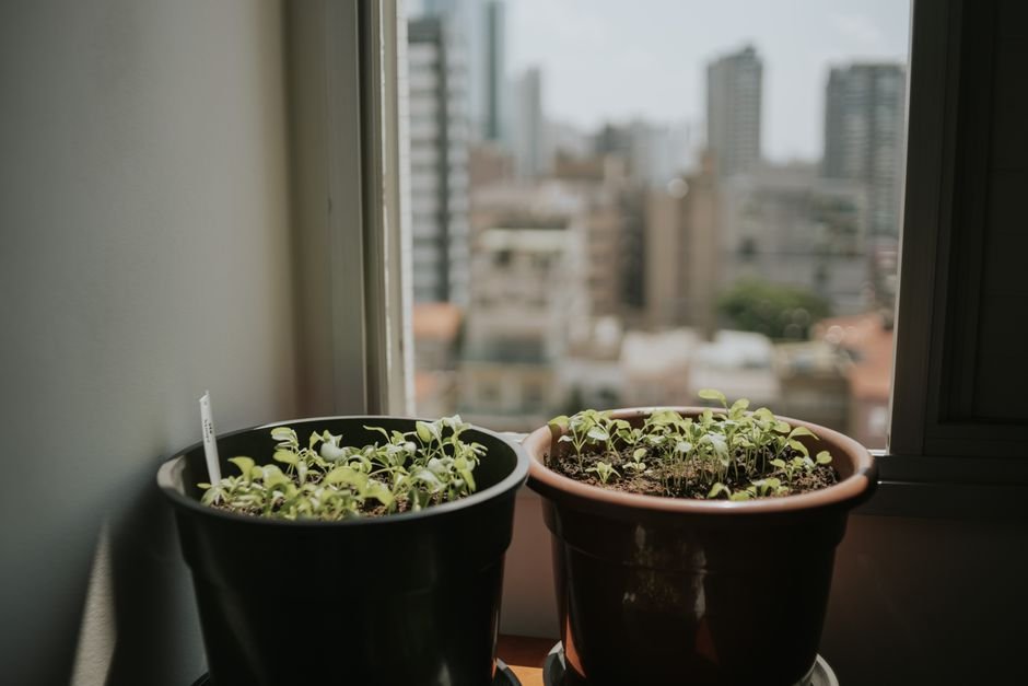 O que é preciso saber antes de plantar