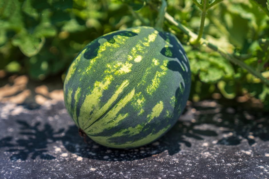 O que é preciso saber antes de plantar