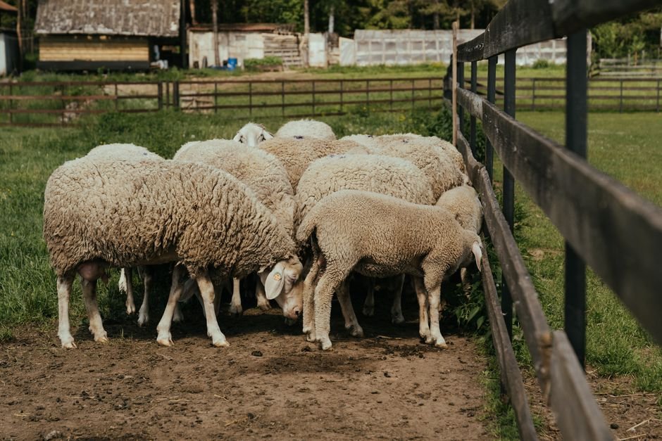 O que é um curral para ovelhas, afinal