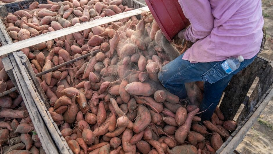 Planilha Resumo: Batata-doce no quintal