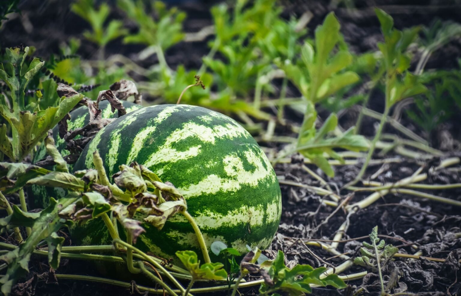 Plantio de melancia: o segredo para frutos grandes e doces em casa