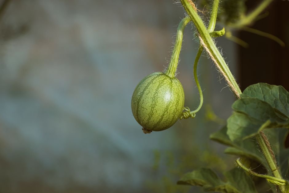 Como plantar, passo a passo
