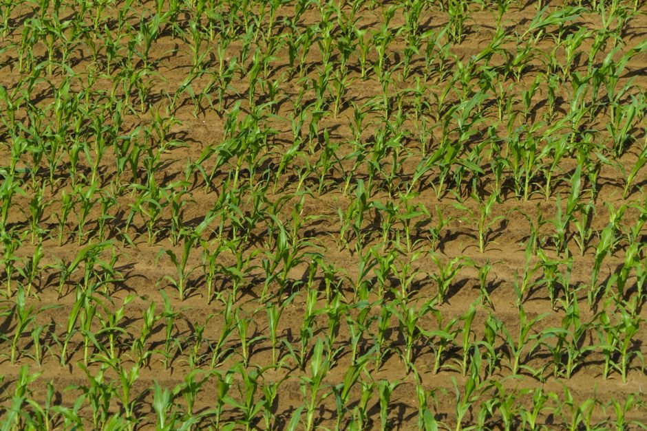 Como plantar milho verde passo a passo