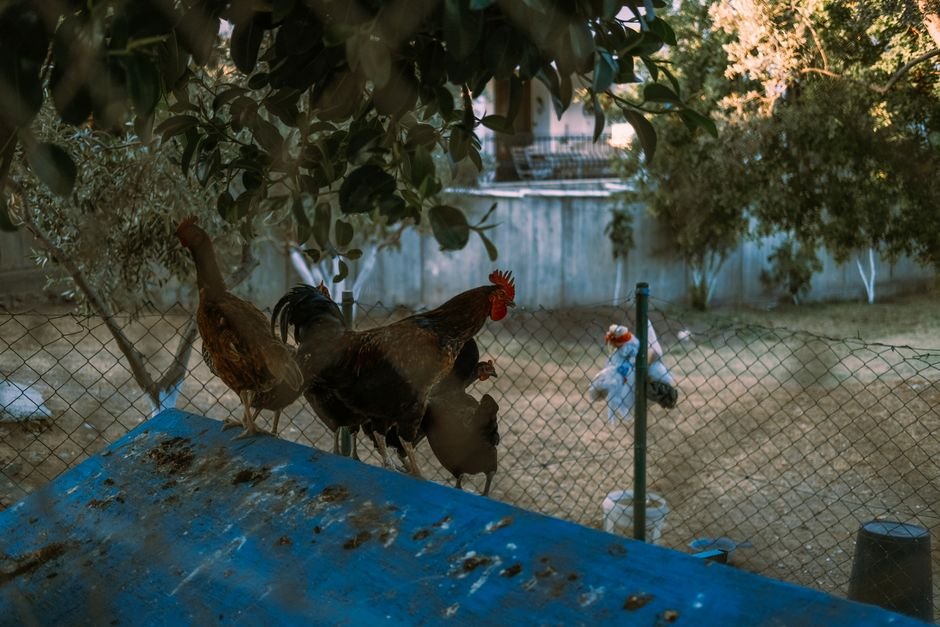Por que vacinar mesmo em criação pequena