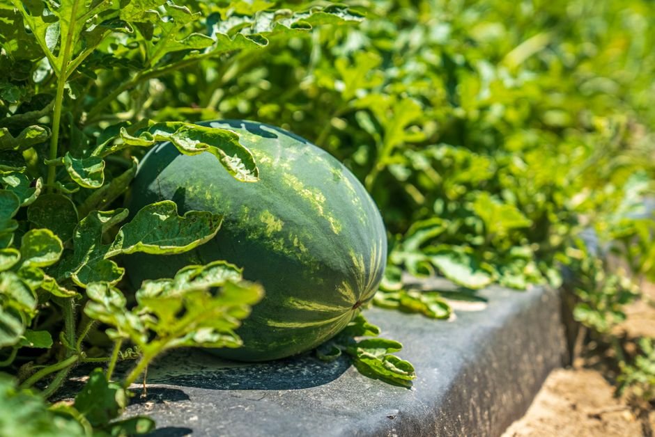 Precauções para não perder a colheita