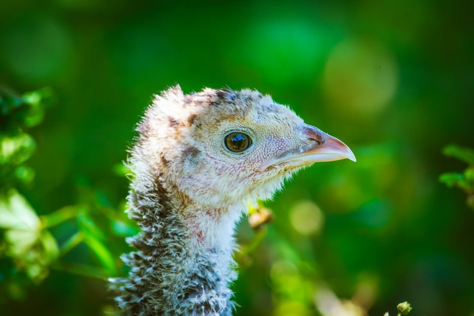 Precauções que evitam perda de animal