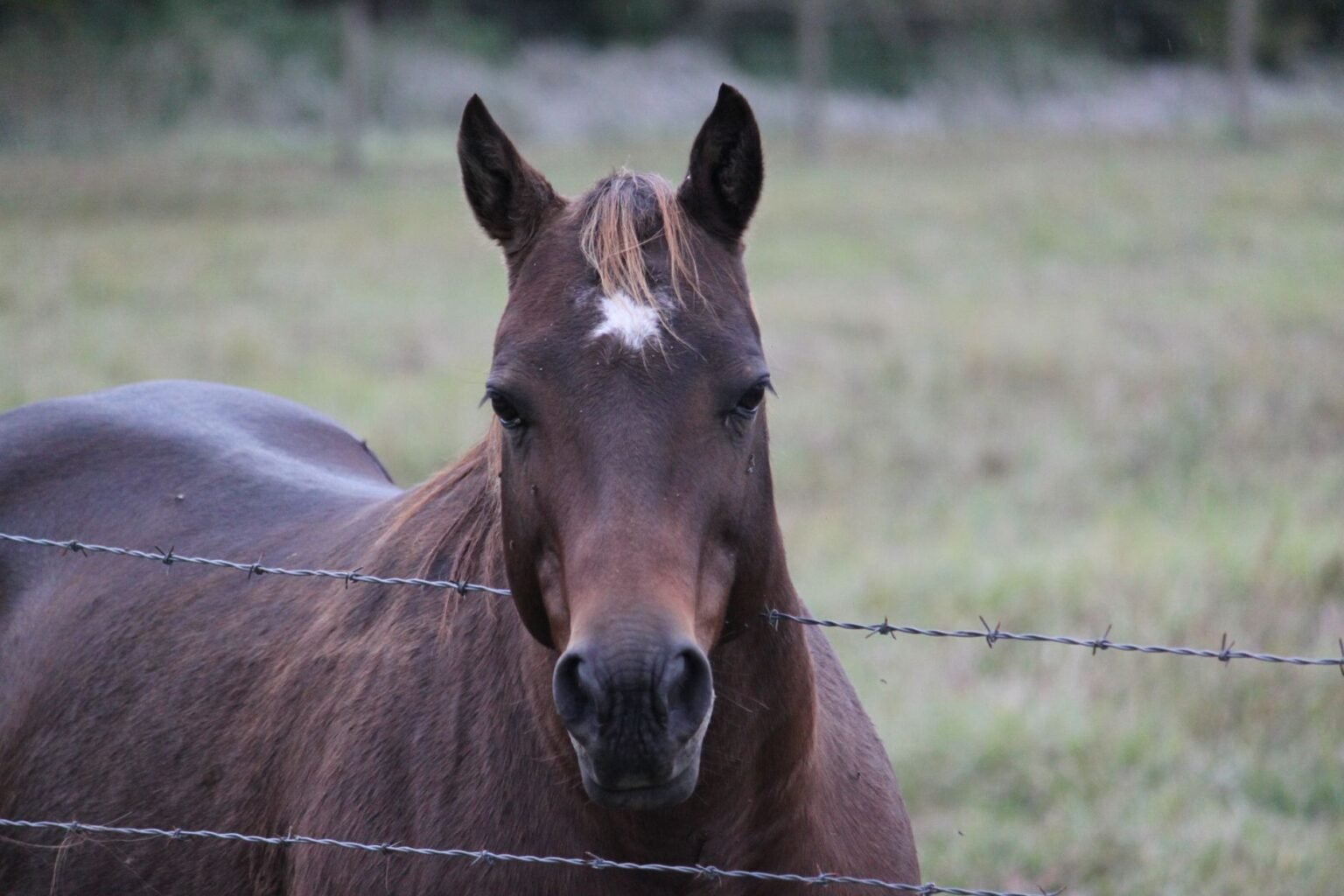 Raças de cavalo: as mais fortes e resistentes para o trabalho na fazenda