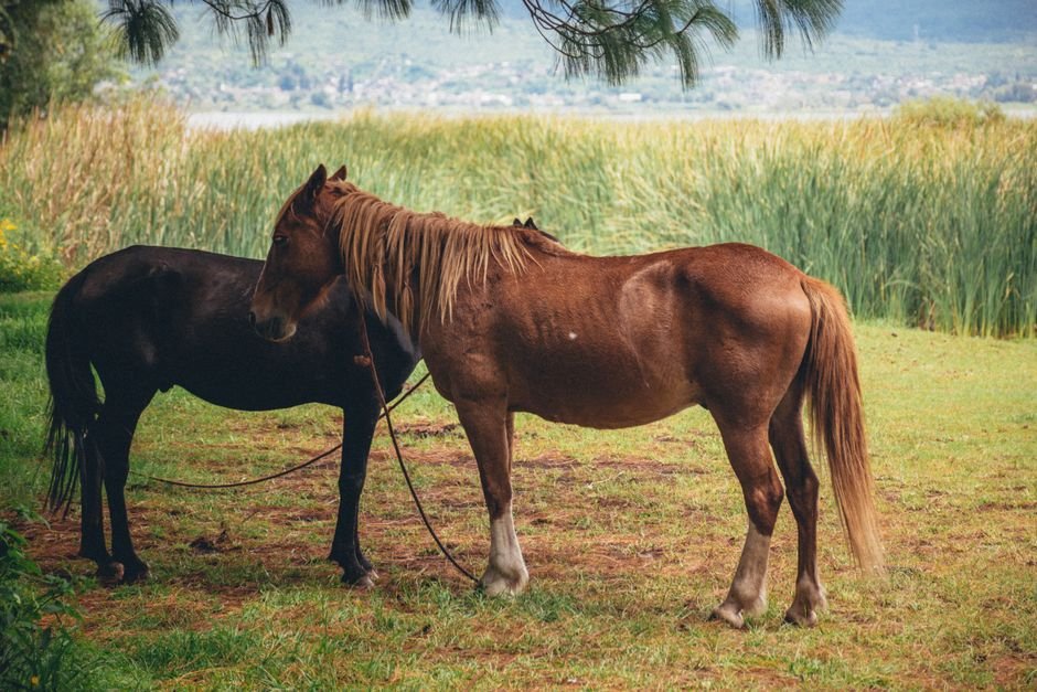 O que são as raças de cavalo de trabalho