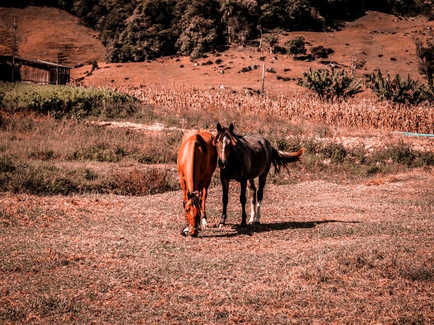 Principais raças para a vida na fazenda
