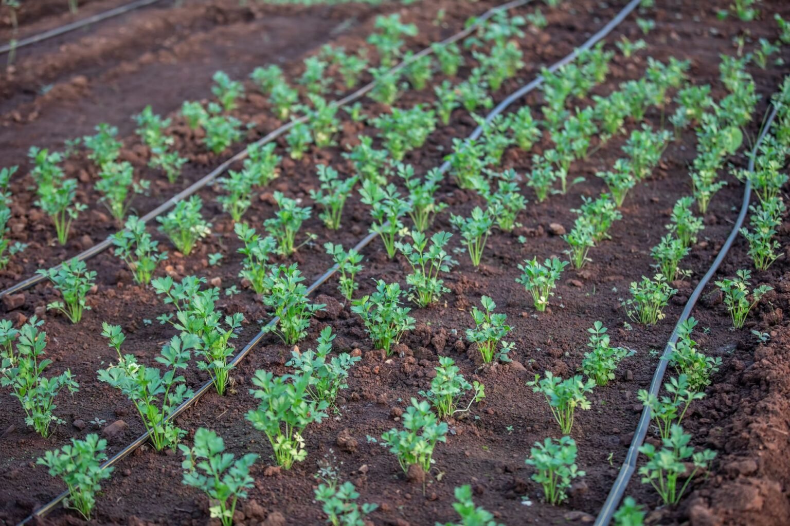 Rega por Gotejamento Caseira: Como Montar na Horta Pequena