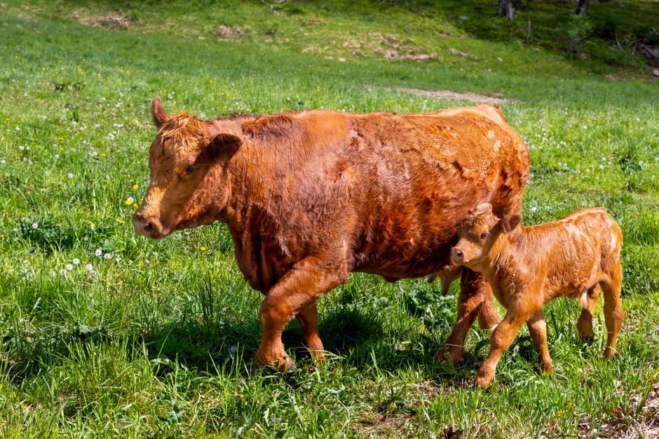 Sal para cria e para engorda