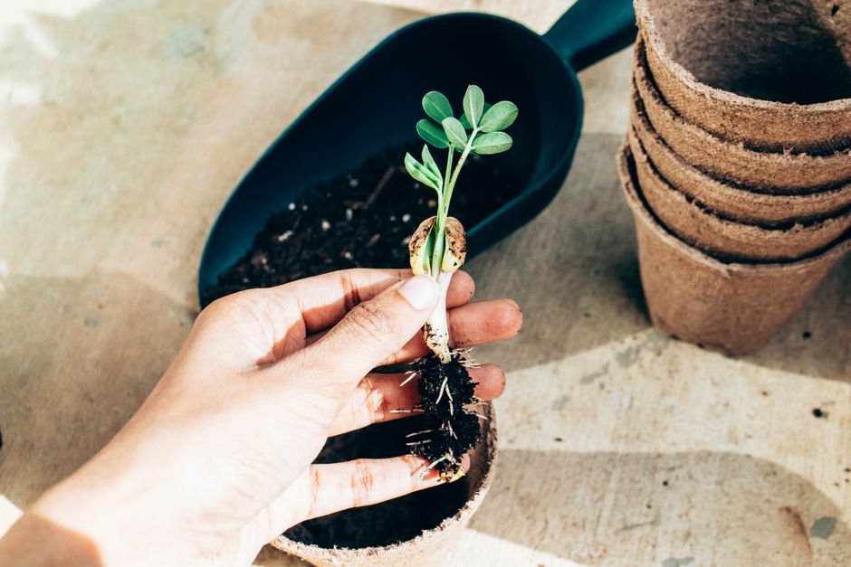3. Plante a muda (não a semente)